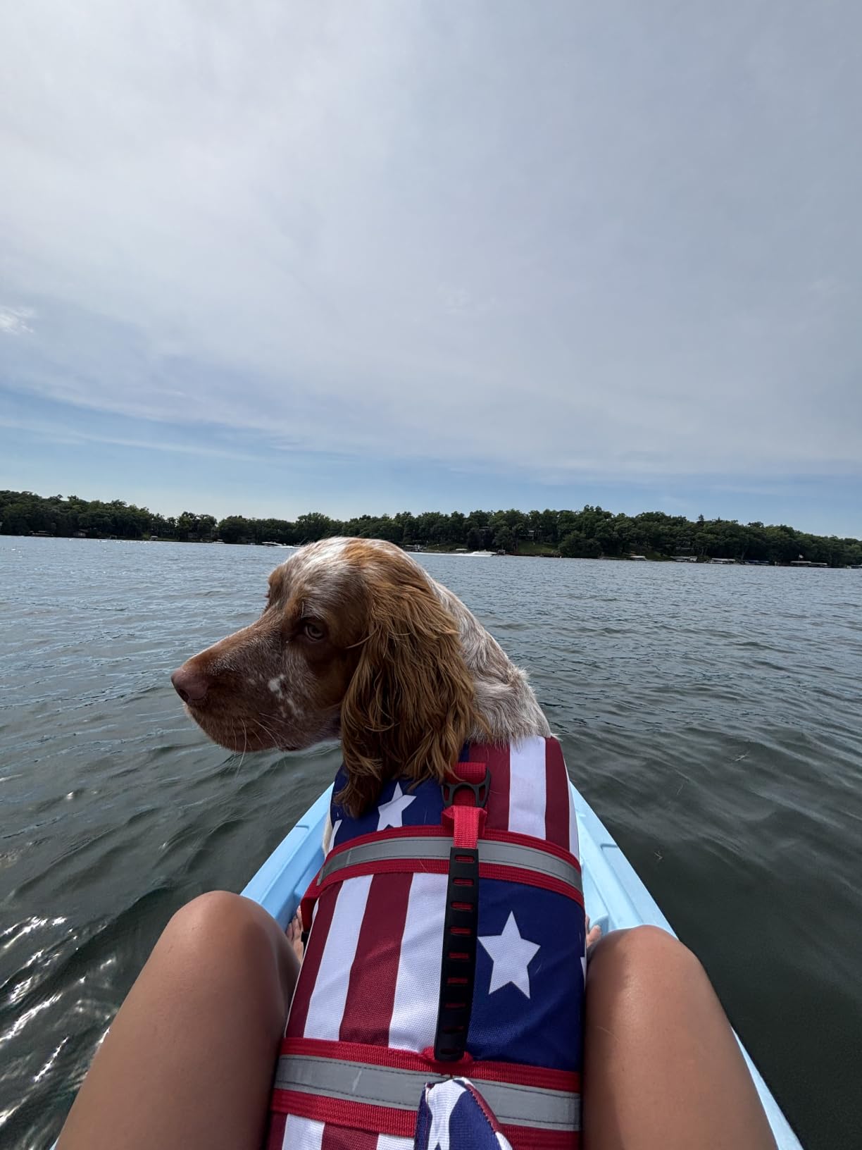 Dogcheer Dog Life Jacket, Cute Shark Dog Life Vest for Swimming Boating with Superior Buoyancy and Rescue Handle, Adjustable Puppy Floating Swim Vest for Small Medium Large Dogs - Pool Blue, XS customer photo 1