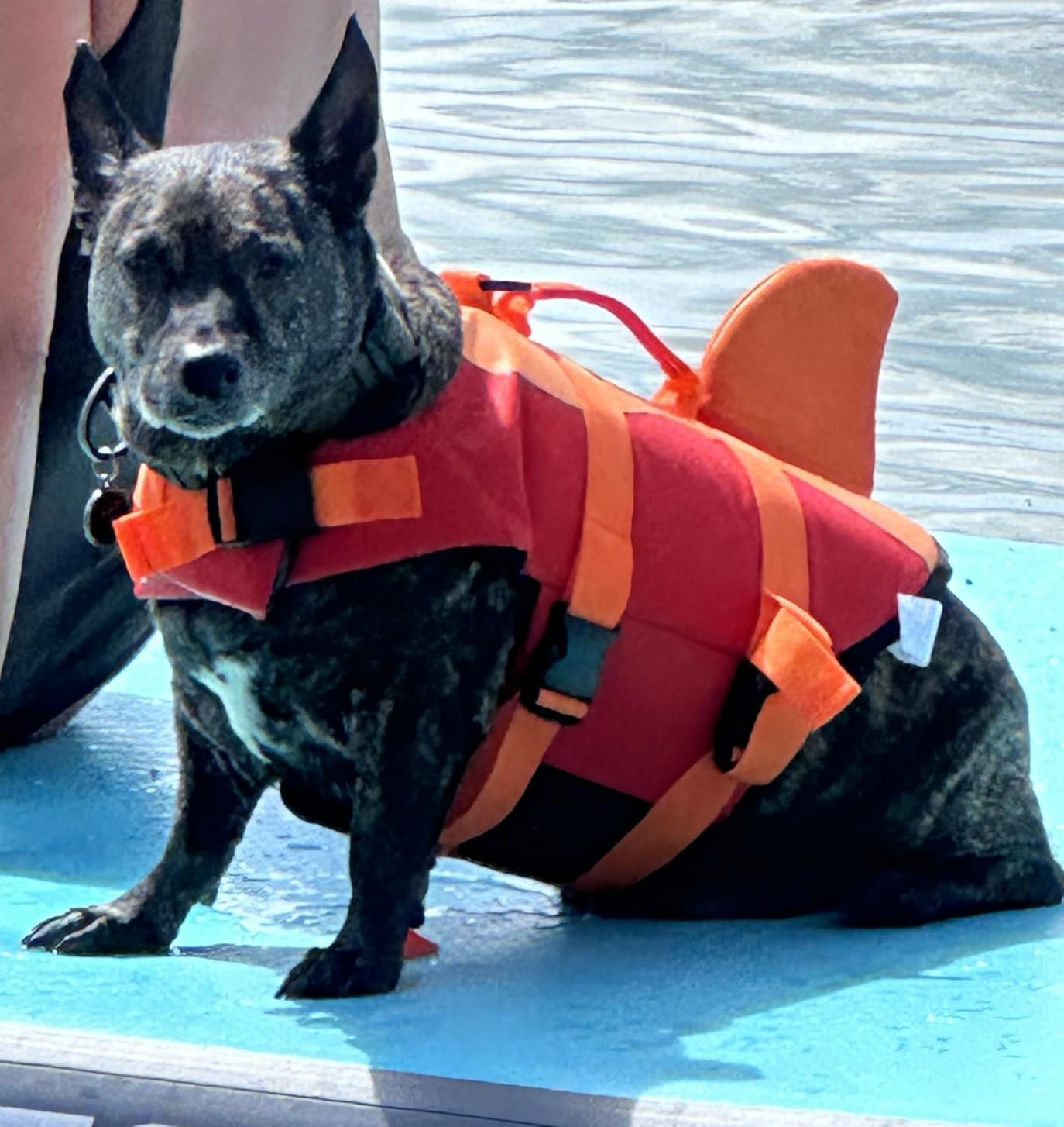 Dogcheer Dog Life Jacket, Cute Shark Dog Life Vest for Swimming Boating with Superior Buoyancy and Rescue Handle, Adjustable Puppy Floating Swim Vest for Small Medium Large Dogs - Pool Blue, XS customer photo 2