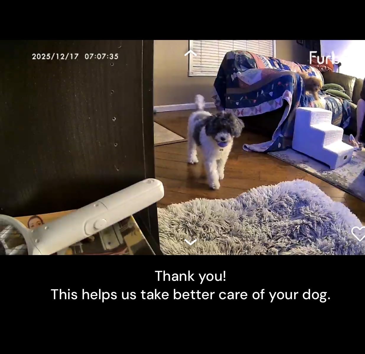 Furbo 360° Dog Camera [Paid Plan Required to Activate] customer photo 1