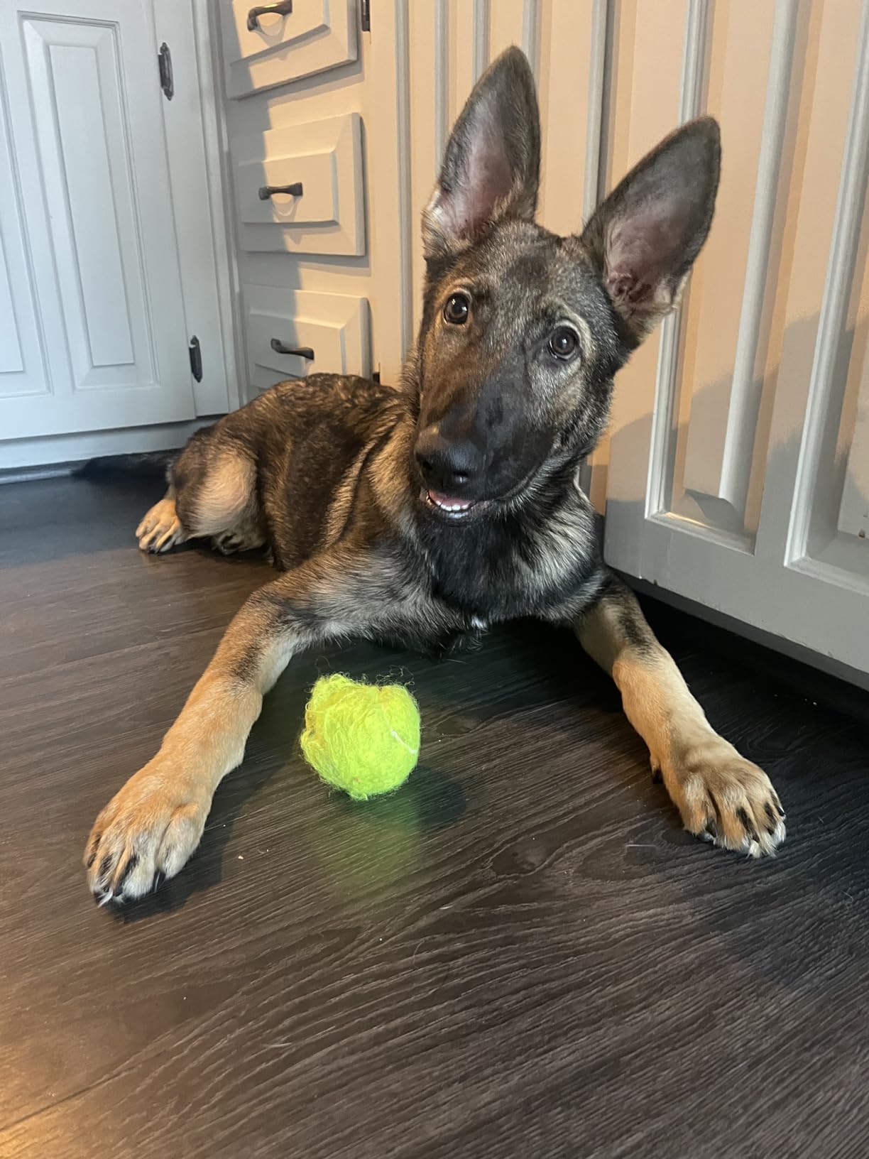 VIV Advanced Tennis Balls Bulk, 30/50/100+ Pack Practice Balls Pressure Bouncing 53in High Durable, Official Size Pet Dog Playing Ball, Good for Tennis Training Machine & Kids Play on All Courts customer photo 2