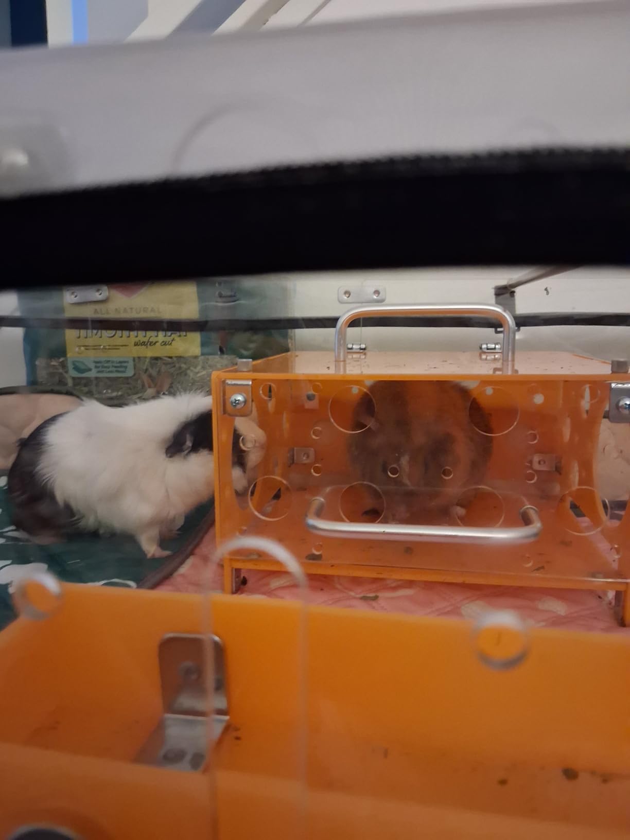 GuineaLoft™ Model-A Acrylic Guinea Pig Cage - Large 4x2ft Expandable C&C customer photo 1