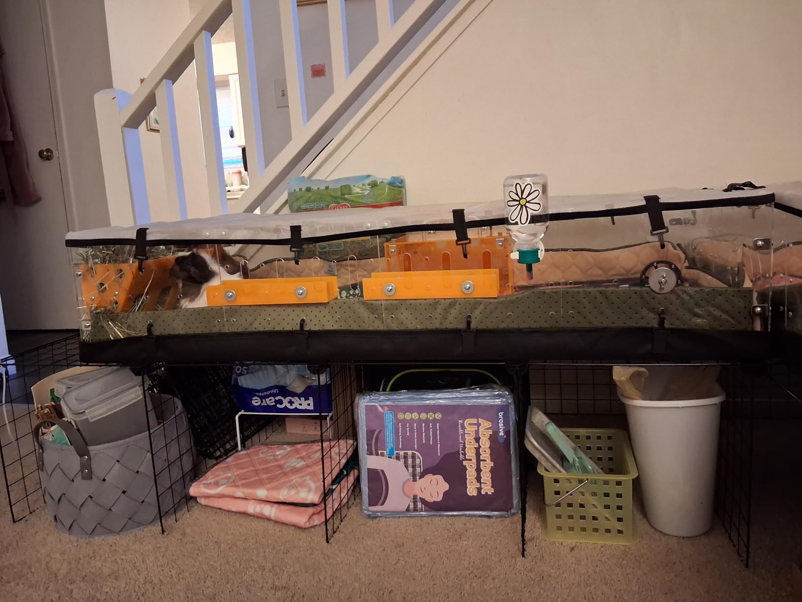 GuineaLoft™ Model-A Acrylic Guinea Pig Cage - Large 4x2ft Expandable C&C customer photo 2