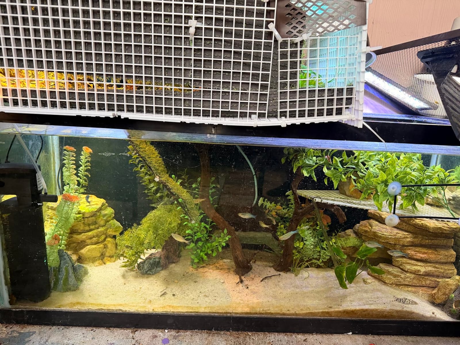 HiTauing Aquarium Heater, Upgraded 300W/500W Fish Tank Heater with Intelligent Leaving Water Automatically Stop Heating and Advanced Temperature Control System, Suitable for Saltwater and Freshwater customer photo 1