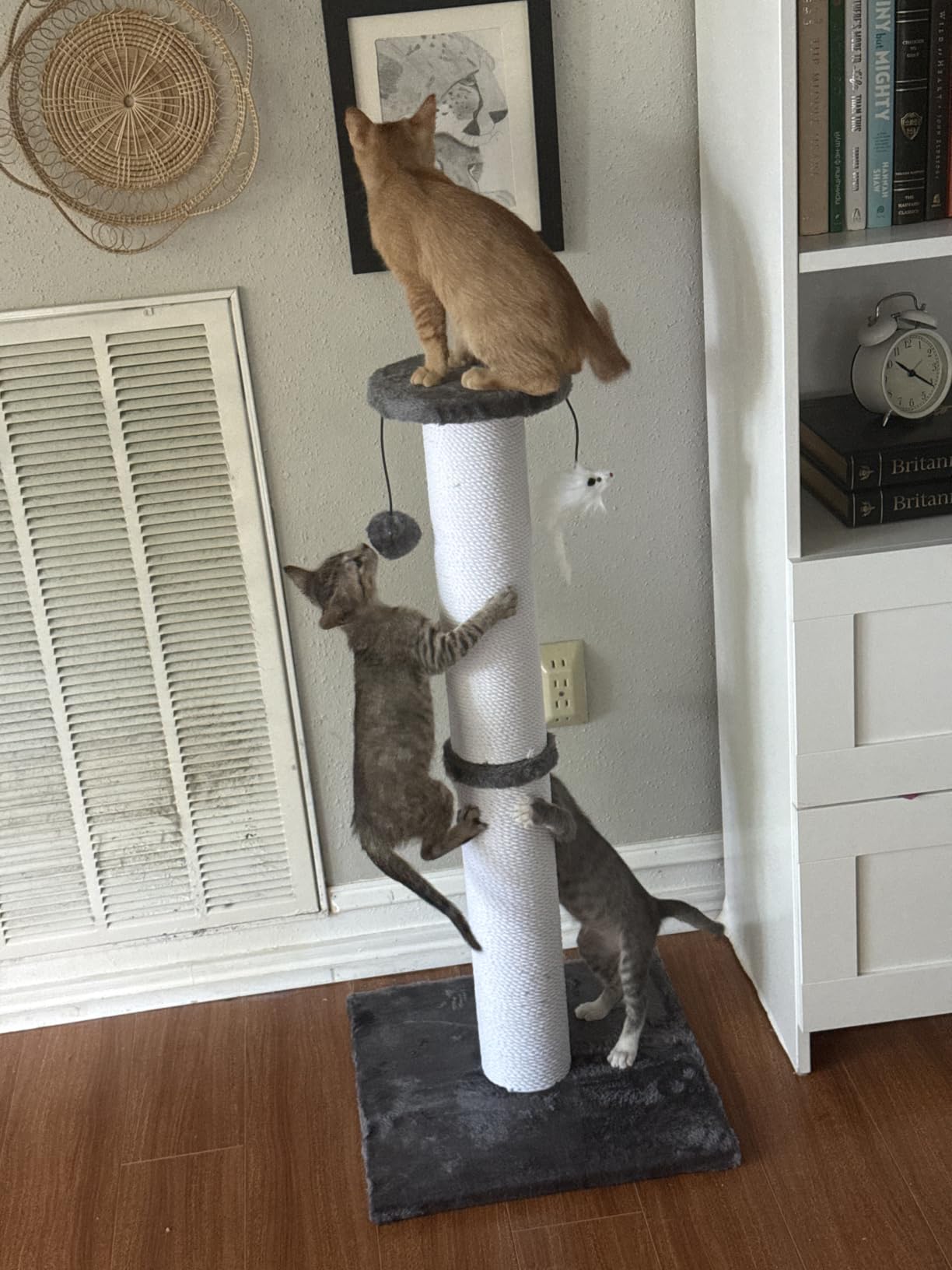 34-Inch Tall Cat Scratching Post for Large Cats, Stable Base, Gray customer photo 2