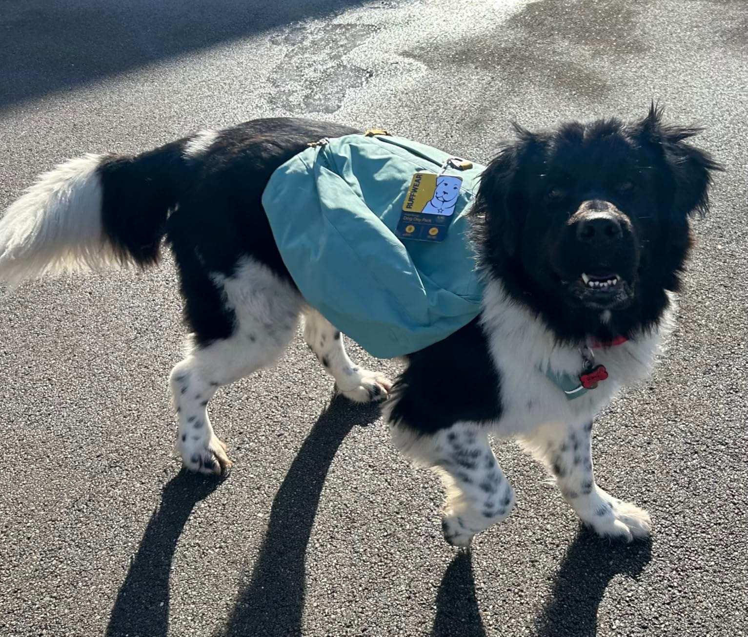 Ruffwear, Front Range Day Pack, River Rock Green, Medium customer photo 1