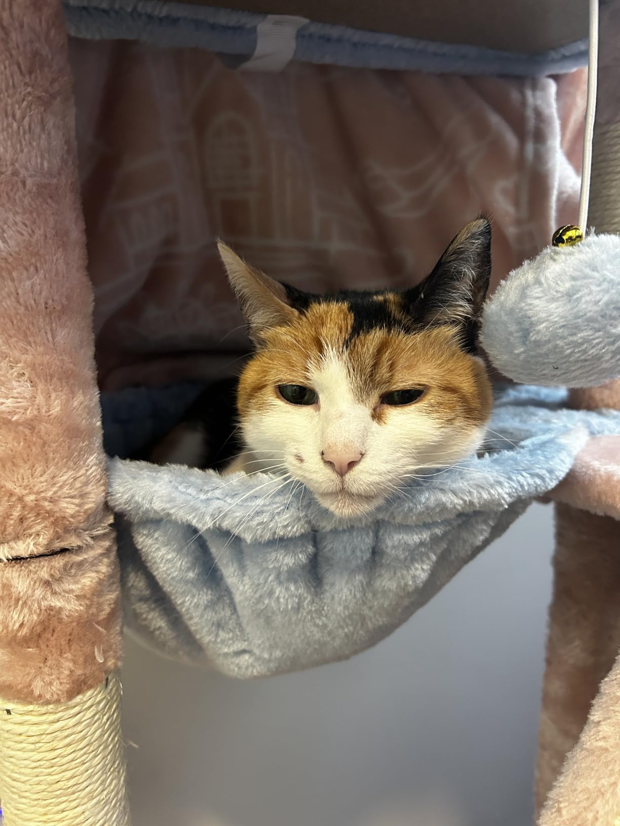 Taoqimiao Cat Tree, 38.5In Cat Tower for Indoor Cats, Suitable for Kittens customer photo 1