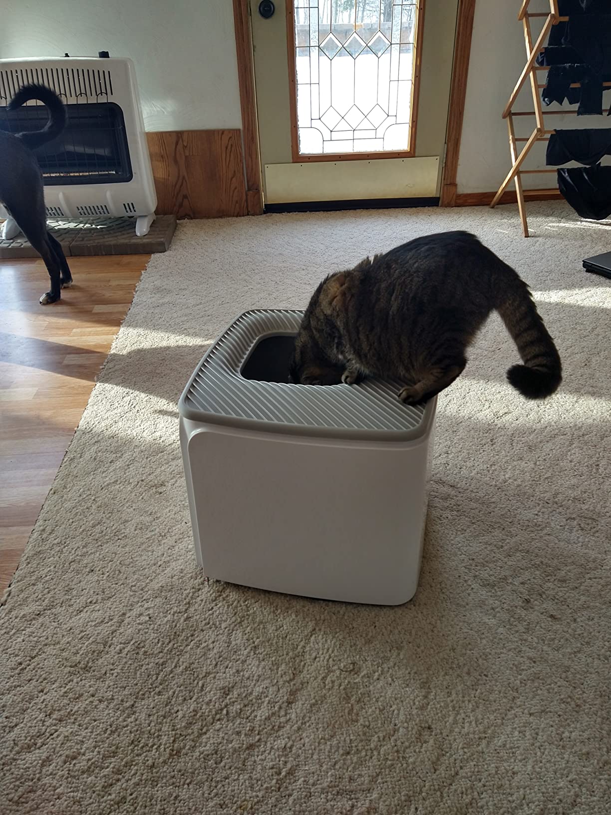 IRIS USA Cat Litter Box, Top Entry, Dog Proof, Covered, Scoop, Gray customer photo 2
