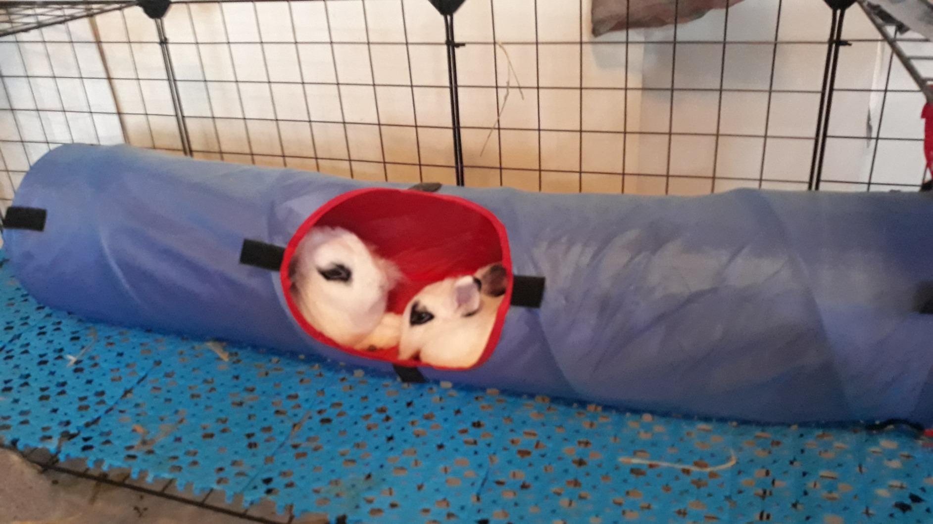 SONGMICS Pet Playpen, 2-Tier Small Animal Playpen customer photo 2