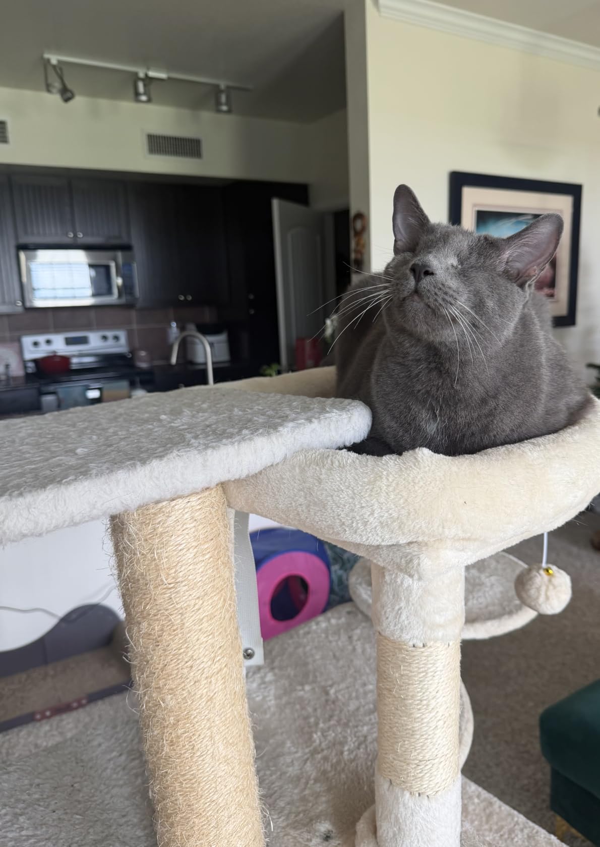 Globlazer 66inch Corner Cat Tree Tower for Indoor Large Cats, C66, Beige customer photo 1