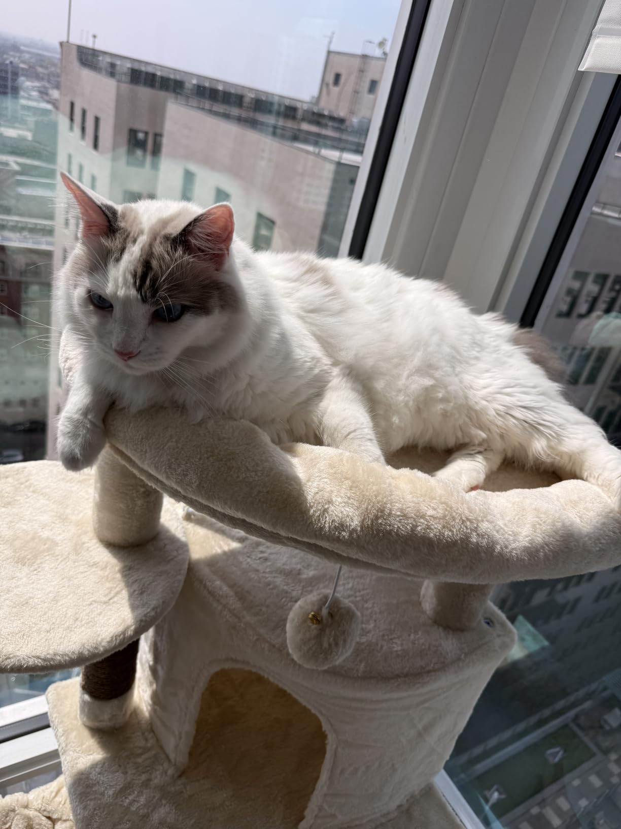 Globlazer 66inch Corner Cat Tree Tower for Indoor Large Cats, C66, Beige customer photo 2