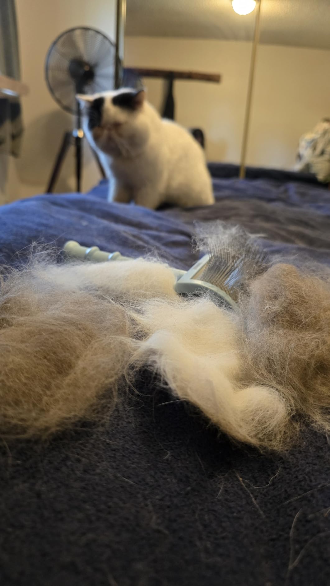 Slicker Brush for Poodles,Goldendoodles Brush,Best Fluff Shedding. customer photo 1