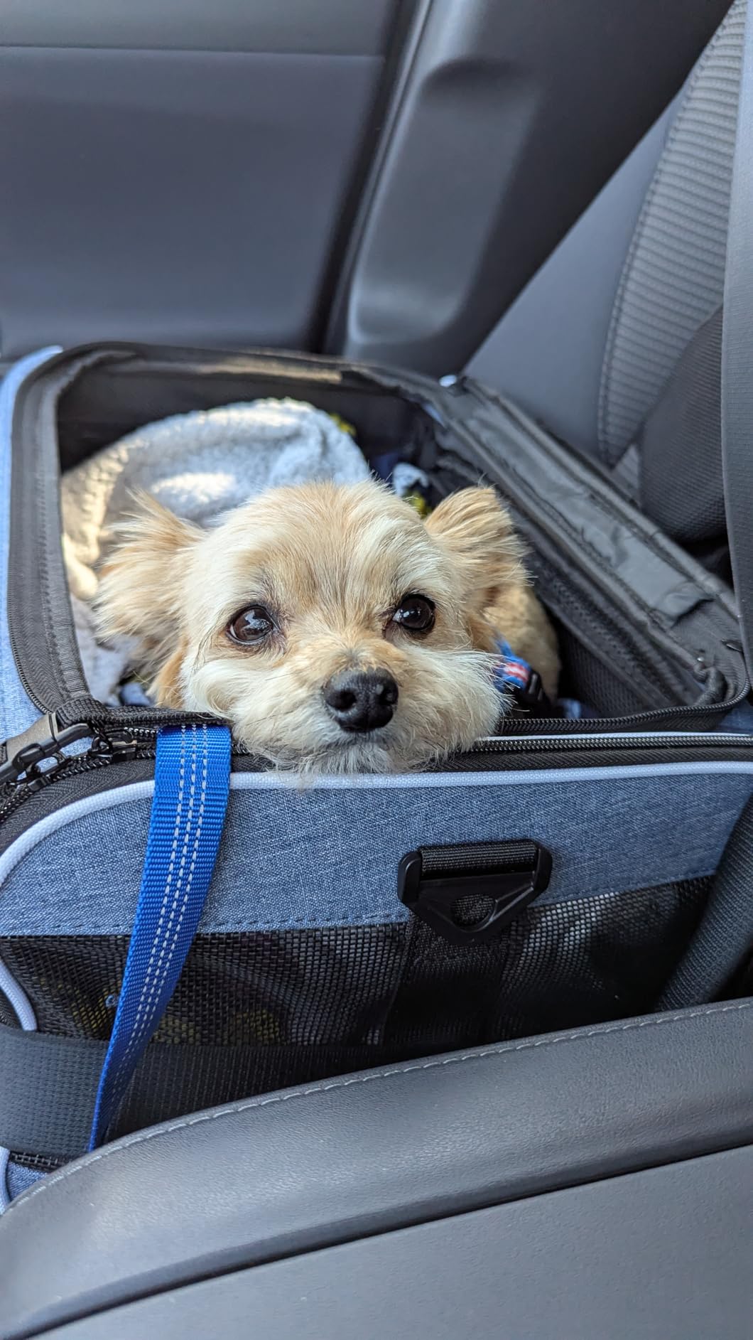 Petskd Top and Side Expandable Small Pet Carrier Airline Approved, Blue customer photo 1