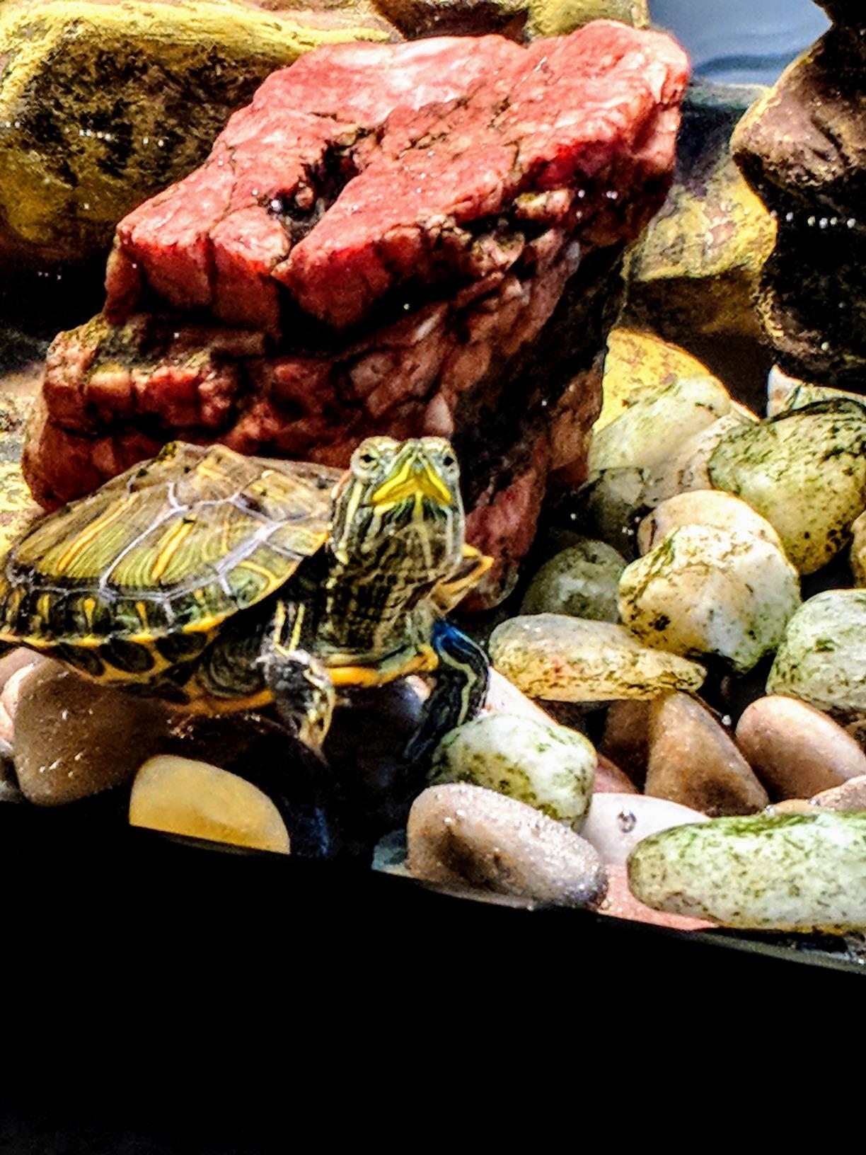 Tetra ReptoHabitat 15 Gallon Complete Kit for Reptiles, Turtles, Amphibians customer photo 2