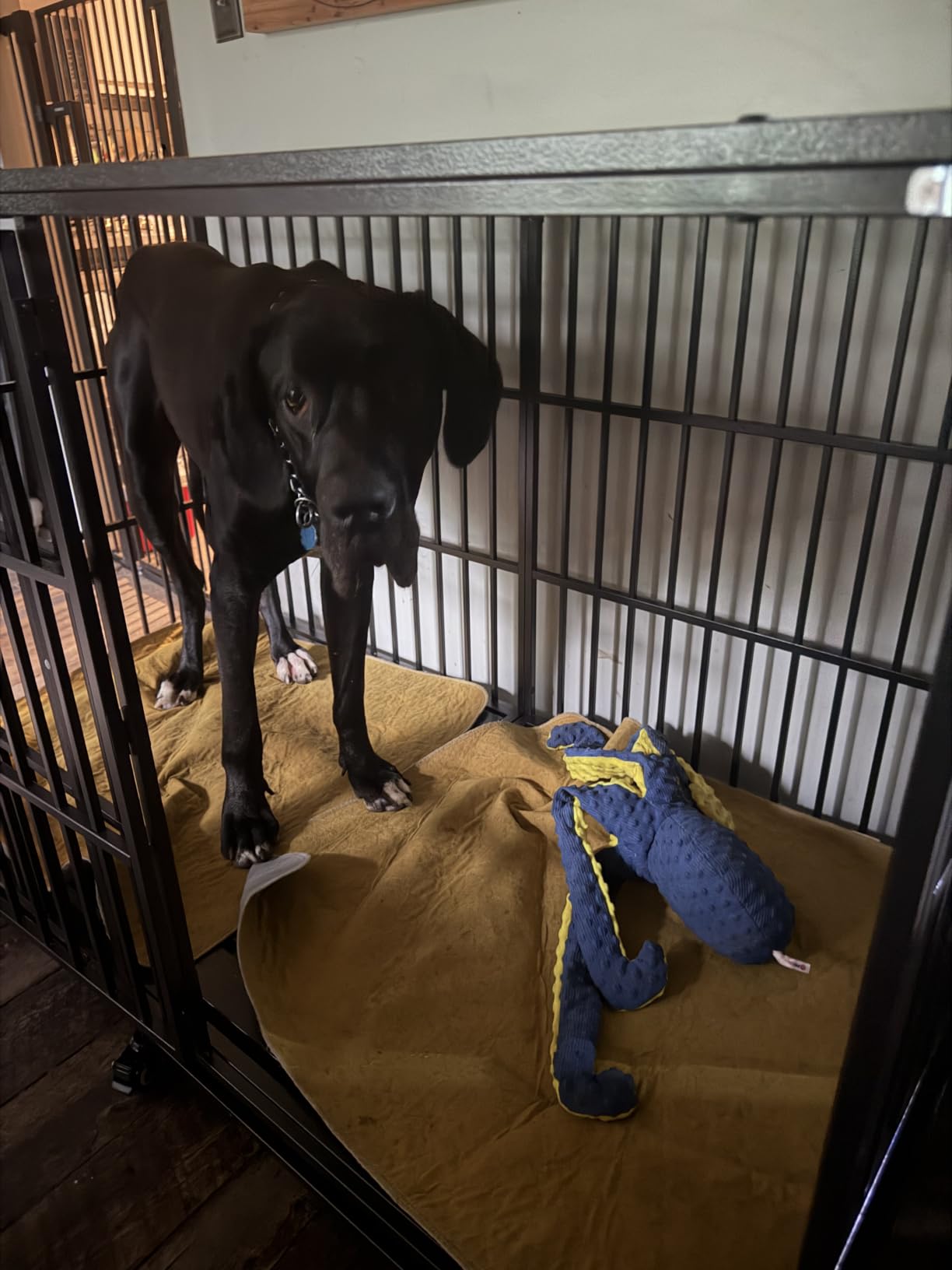 Heavy Duty Dog Crate 54 Inch Dog Pet Cage Kennel with Mat Escape Proof with Roof Top Open 4 Wheels 2 Doors Removable Trays for High Anxiety Extra Large XL XXL Dogs Breeds Great Dane Mastiff Bernard customer photo 2