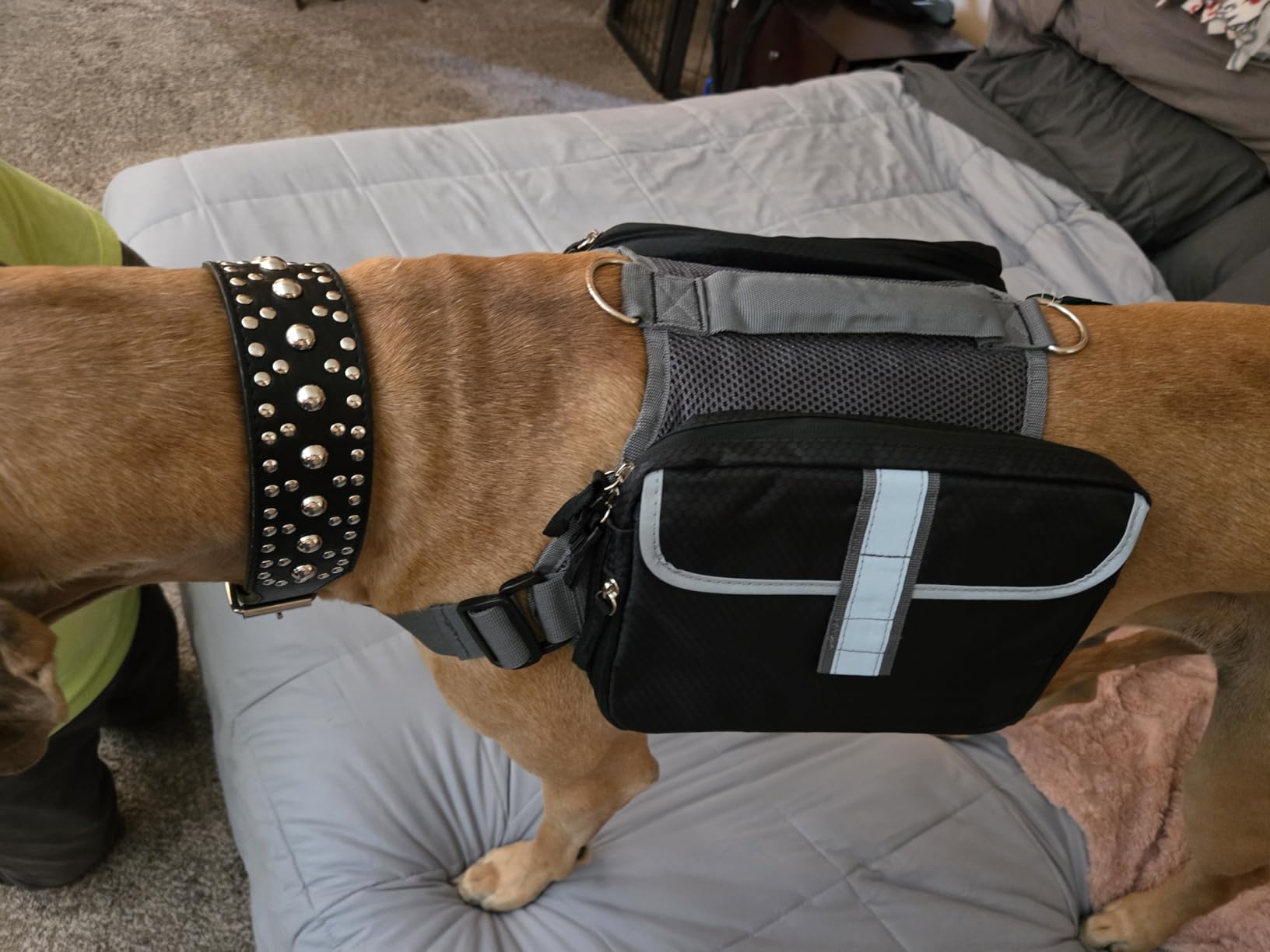 PetAmi Dog Backpack for Medium Large Dogs, Hiking Saddle Bag, Orange customer photo 1