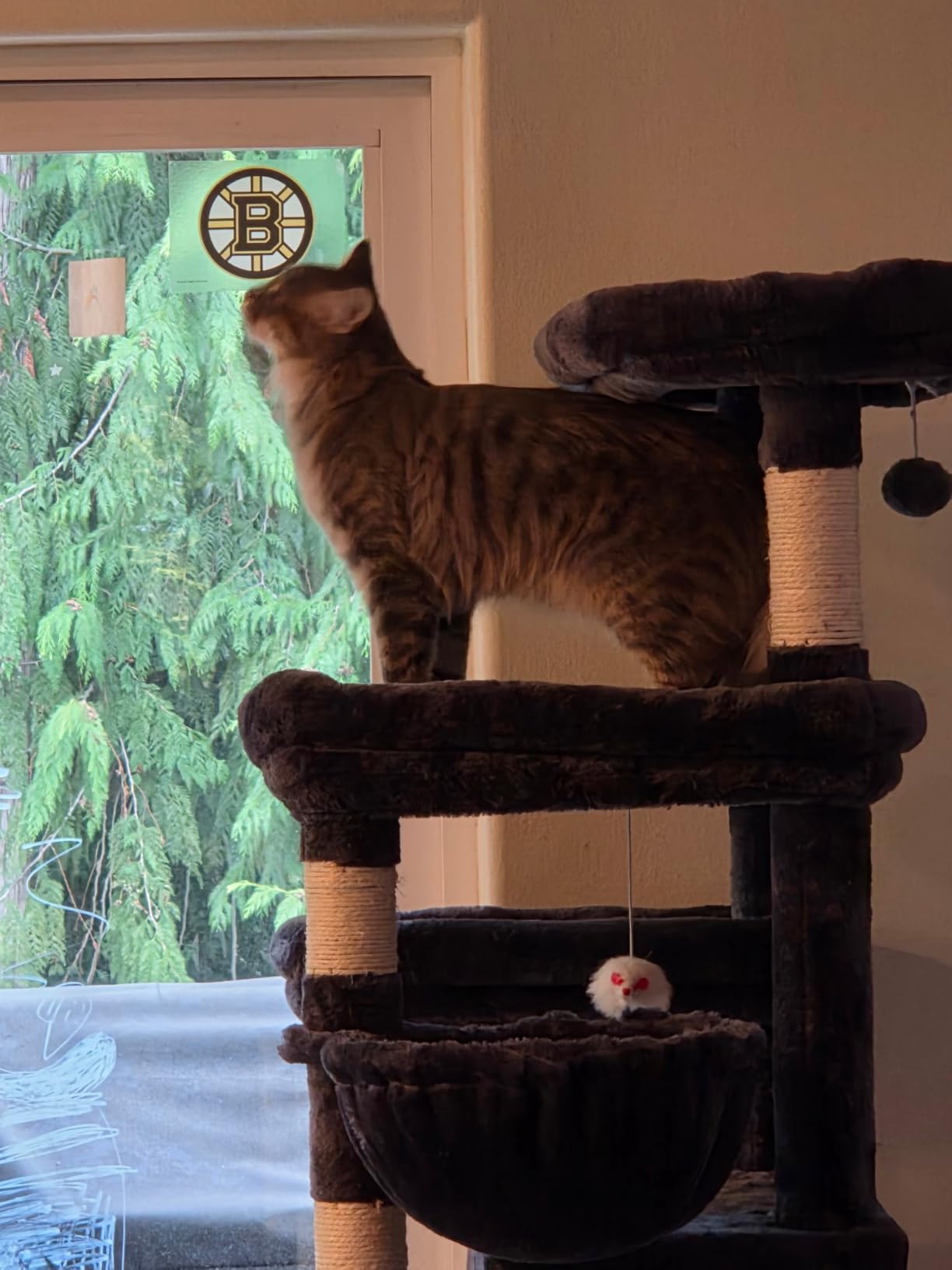 Taoqimiao Heavy-Duty Cat Tree, 71 in Cat Tower for Large Cats 20lbs+ customer photo 1