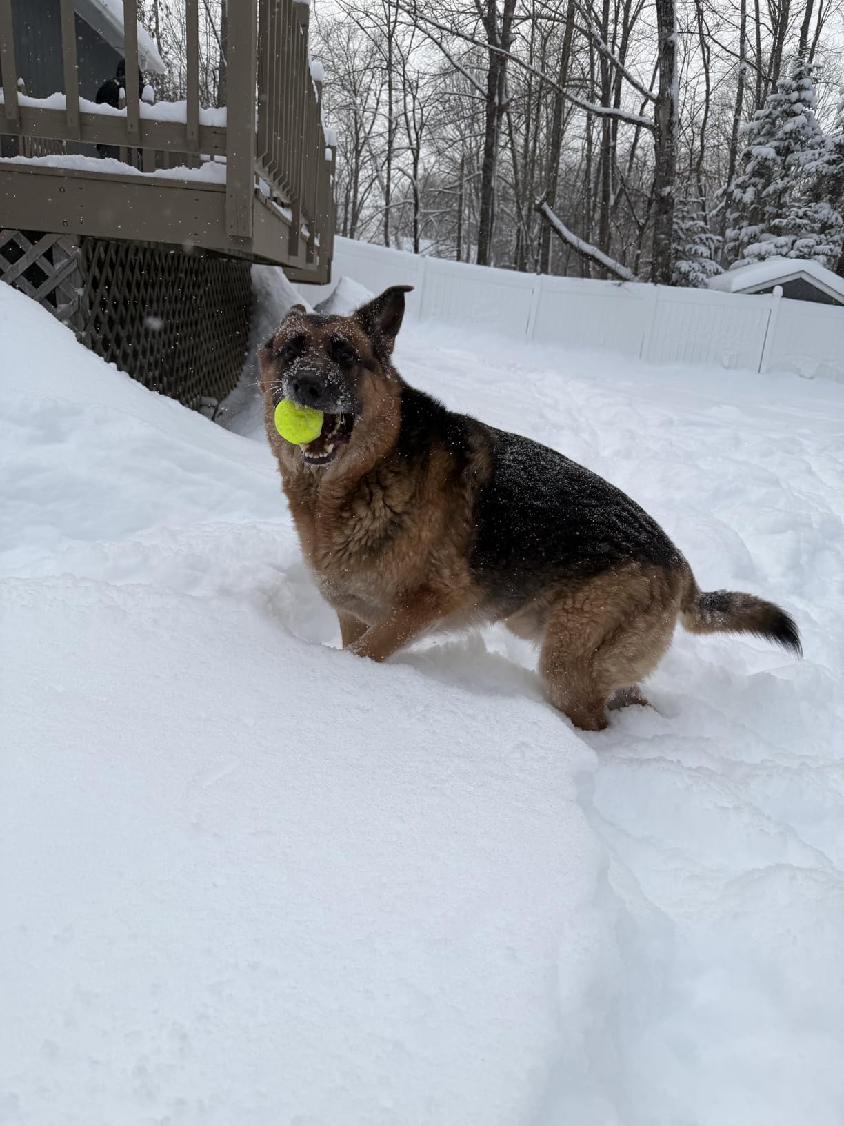 FURWEY Tennis Balls, 6/12/24/36/40/80 Pack Dog & Training Pressureless customer photo 2