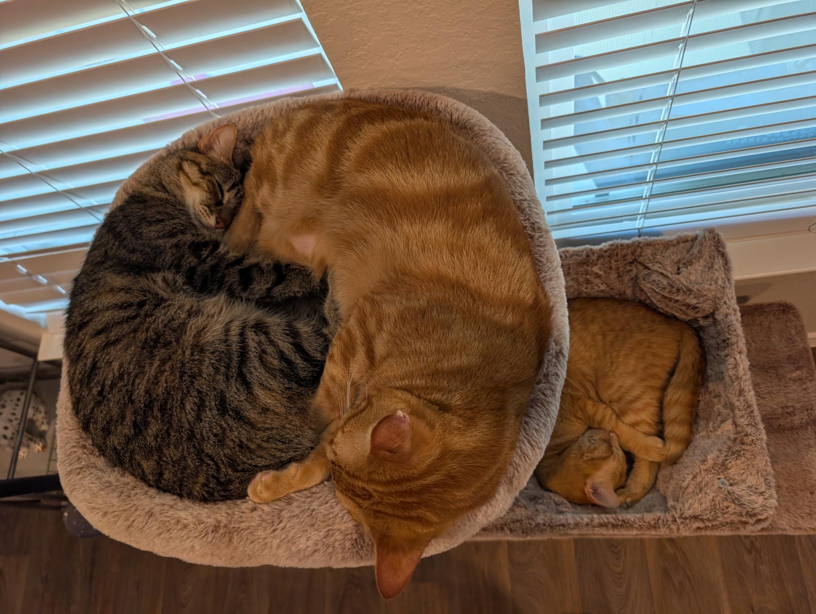 Heybly Heavy Duty Cat Tree with Large Base for Large Indoor Cats HCT026G customer photo 1
