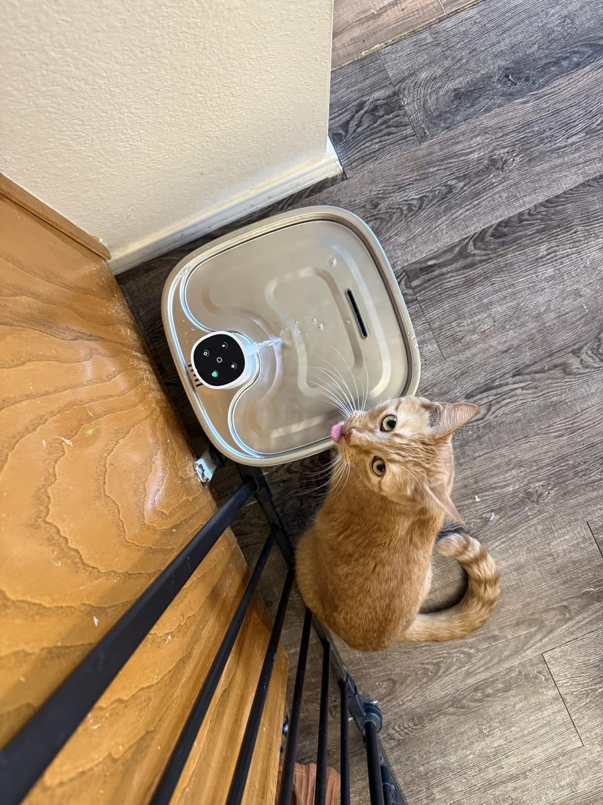 Cordless Wider Tray Dog Water Fountain, 5000mAh Battery Operated Dog Water Bowl Dispenser with 3 Motion Sensor, FEELNEEDY Stainless Steel Pet Water Fountain for Multi-Pets, Easy Setup & Clean, 8L customer photo 1