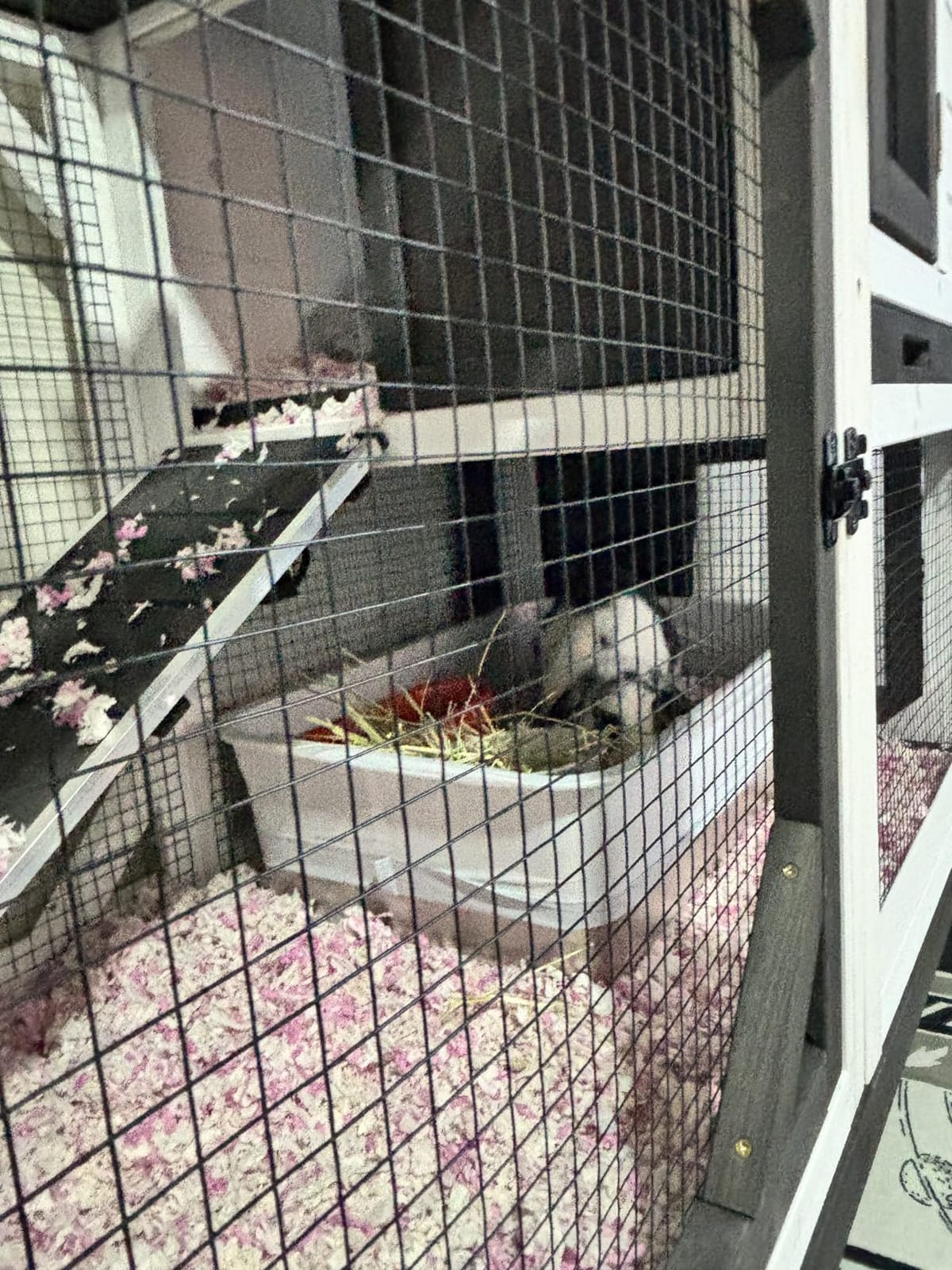 GUTINNEEN 2-Story Rabbit Hutch Indoor Bunny Cage Outdoor Guinea Pig House Wooden Small Animal Cage with Chew-Proof Ramp, Leak-Proof Tray, Lockable Wheels for 2-4 Rabbits, Guinea Pigs (Grey) customer photo 1