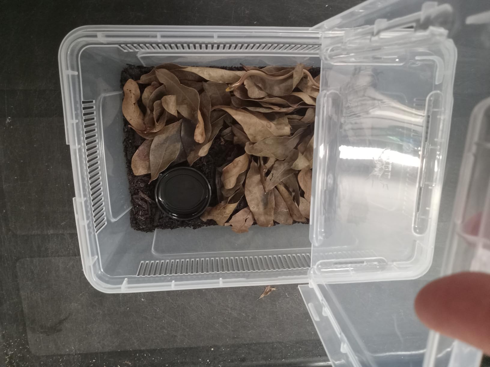 8 Pcs Reptile Breeding Box, Vent Strips, Clear, 10.6 x 7.4 x 4.7 Inch customer photo 2