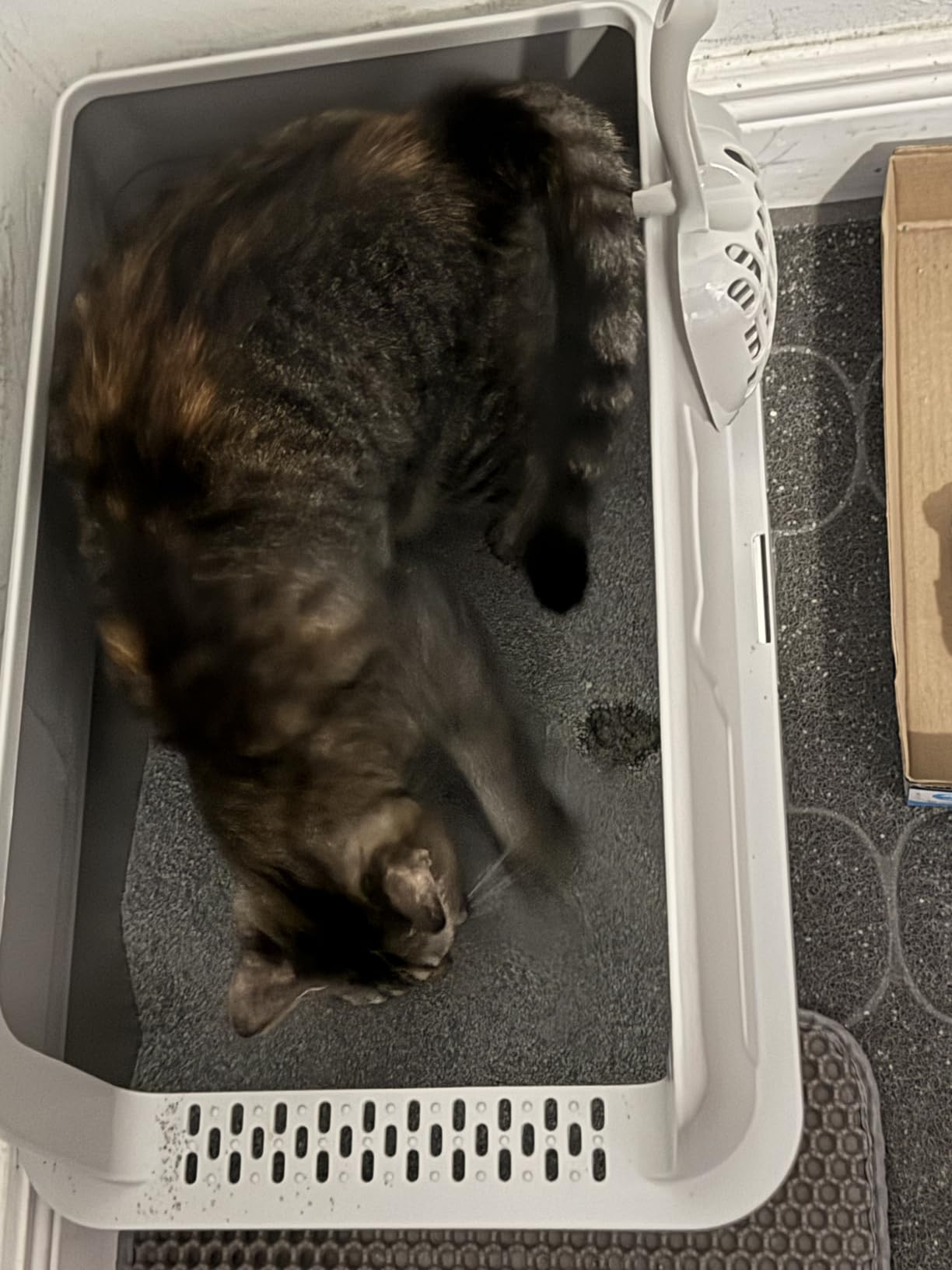 Self Cleaning Open Top Automatic Multiple Cat Litter Box, White customer photo 2