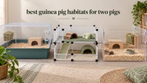best guinea pig habitats for two pigs