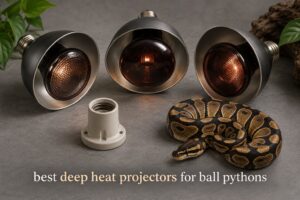 best deep heat projectors for ball pythons